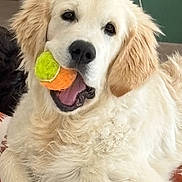 Apollo participe au concours pour gagner de l'argent avec cette photo : dog, golden_retriever, puppy, tennis_ball, playing, pet, cute, fluffy, indoor, blanket, animal, mouth, fur, laying_down, young_dog, happy, domestic_animal, relaxed, tongue, canine