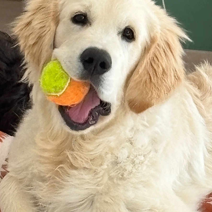 Apollo participe au concours pour gagner de l'argent avec cette photo : dog, golden_retriever, puppy, tennis_ball, playing, pet, cute, fluffy, indoor, blanket, animal, mouth, fur, laying_down, young_dog, happy, domestic_animal, relaxed, tongue, canine