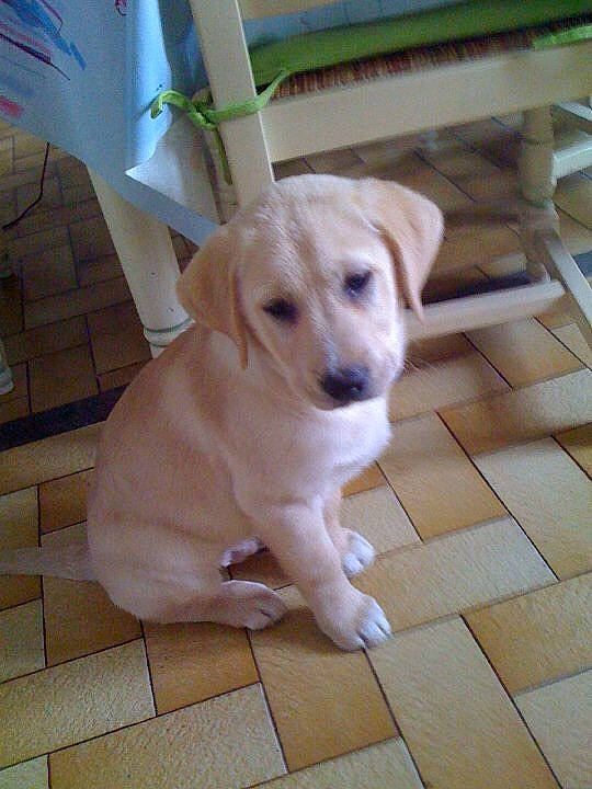 Ethan a rejoint le concours — aidez-le/la à gagner de superbes lots ! beagador, canidae, carnivore, companion_dog, dog, dog_breed, fawn, labrador_husky, labrador_retriever, mammal, puppy, rajapalayam, rare_breed_dog, retriever, small_greek_domestic_dog, snout, sporting_group, street_dog, tail, vertebrate