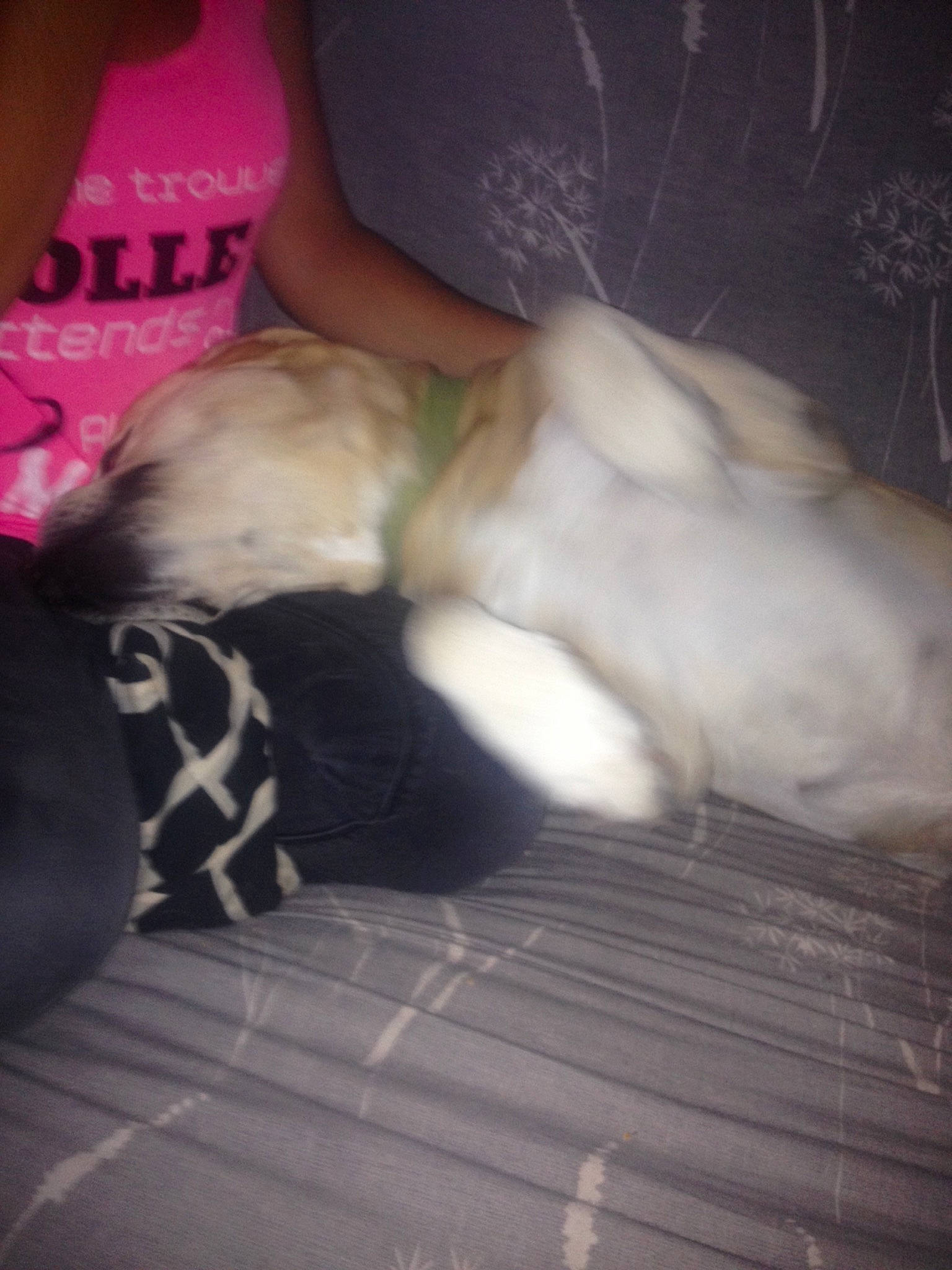 Ethan participe au concours pour gagner de l'argent avec cette photo : canidae, carnivore, cat, companion_dog, dog, fawn, fur, leg, non_sporting_group, paw, puppy, shih_tzu, tail