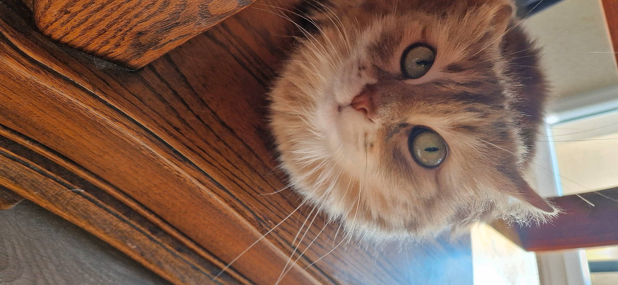 Phoenix a rejoint le concours — aidez-le/la à gagner de superbes lots ! carnivore, cat, claw, domestic_short_haired_cat, fawn, felidae, flooring, fur, hardwood, paw, plank, plywood, small_to_medium_sized_cats, snout, tail, varnish, whiskers, window, wood, wood_stain