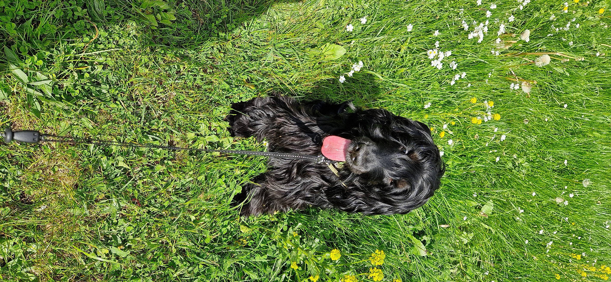 Sigmo participe au concours pour gagner de l'argent avec cette photo : annual_plant, canidae, carnivore, companion_dog, dog_breed, flower, fur, garden, grass, grass_family, grassland, groundcover, lawn, pasture, plant, shrub, soil, sporting_group, tail, terrestrial_animal