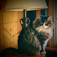 Clyde joined the competition — help win amazing prizes! animal, cat, cozy, curious, domestic_animal, feline, fluffy, fur, home_interior, house, indoor, lamp, mammal, pet, portrait, quiet, resting, side_view, window, wooden_surface
