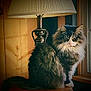 animal, cat, cozy, curious, domestic_animal, feline, fluffy, fur, home_interior, house, indoor, lamp, mammal, pet, portrait, quiet, resting, side_view, window, wooden_surface