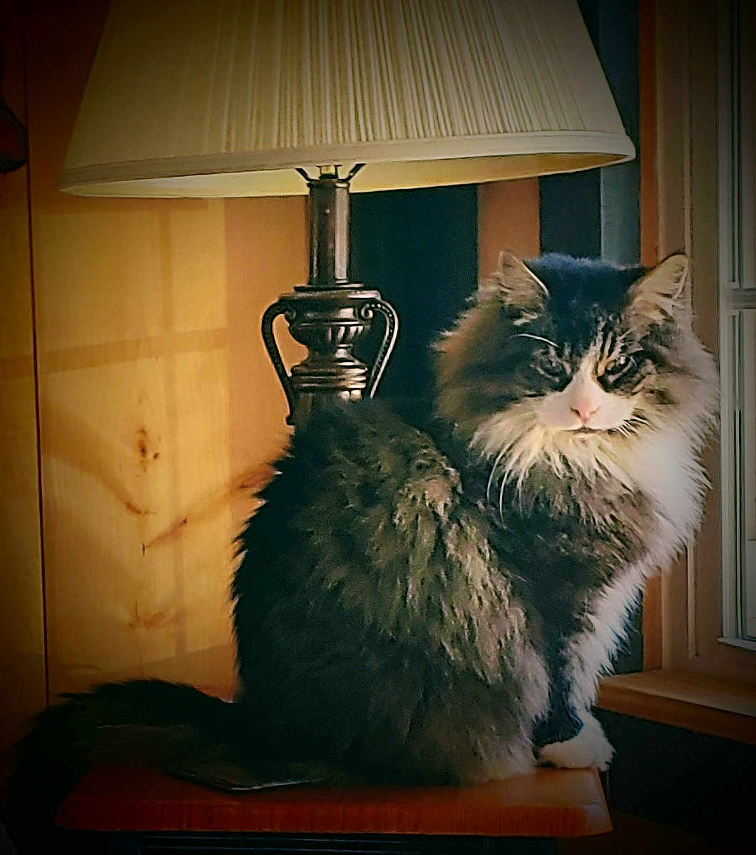 Clyde