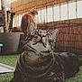 cat, tabby_cat, orange_cat, indoor, plant_pot, fence, grass_like_floor, curious, pet, animal, whiskers, ears, eyes, sitting, lying_down, furniture, home, cozy, background, closeup