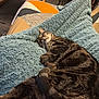 blanket, blue_blanket, cat, chair, couch, cozy, domestic_cat, fur, furniture, home, indoor, living_room, peaceful, pet, relaxing, resting, side_table, sleeping, soft_texture, tabby_cat