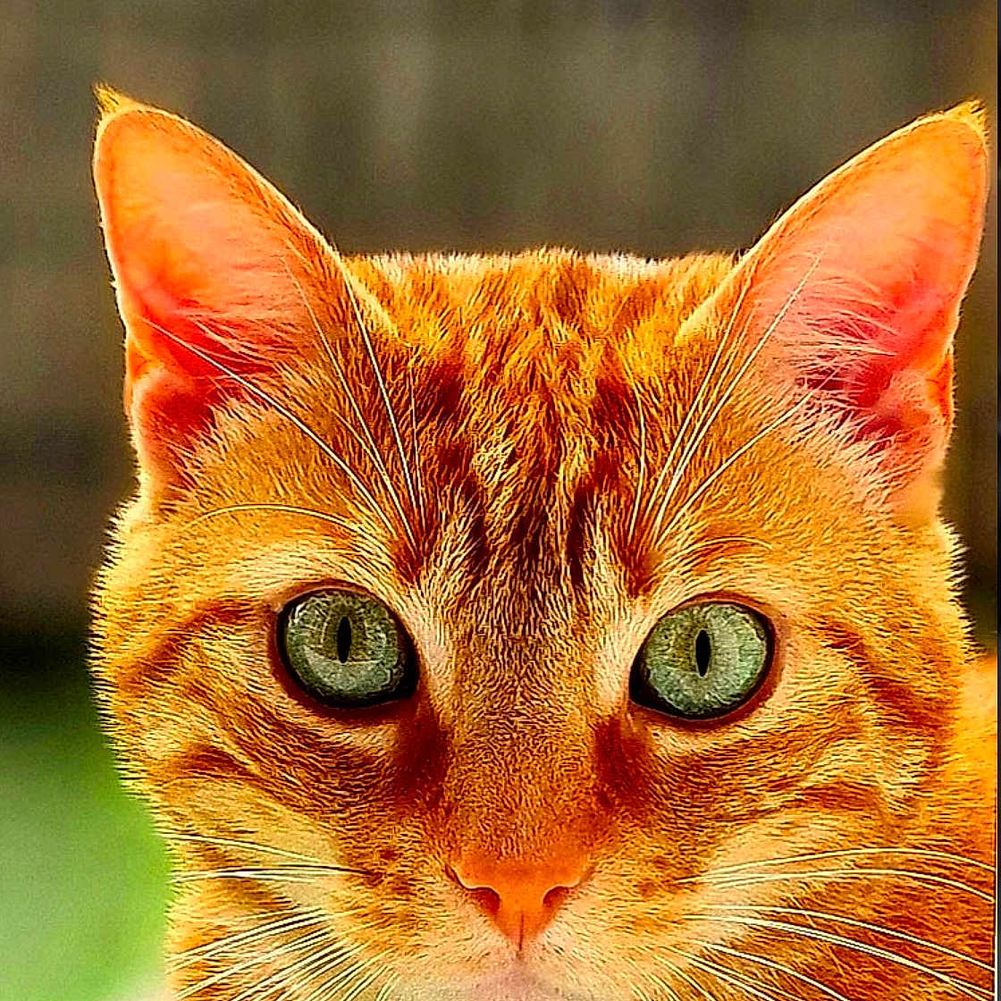 Goose participe au concours pour gagner de l'argent avec cette photo : animal, blurred_background, cat, close_up, curious, cute, domestic_cat, ears, face, feline, fur, green_eyes, looking, nature, orange_tabby, outdoor, pet, portrait, whiskers, window_sill