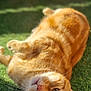 Goose participe au concours pour gagner de l'argent avec cette photo : cat, ginger_cat, lying_down, grass, outdoor, pet, whiskers, fur, relaxed, sunlight, blurred_background, close_up, animal, cute, domestic_cat, playful, nature, resting, soft, fluffy