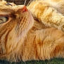 Goose participe au concours pour gagner de l'argent avec cette photo : cat, ginger_cat, close_up, whiskers, fur, outdoor, grass, fence, pet, animal, relaxed, curious, side_view, sunlight, nature, mammal, domestic_animal, portrait, laying_down, eyes
