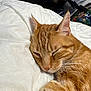 animal, bed, blanket, cat, close_up, cozy, cute, domestic_cat, feline, fur, ginger_cat, indoor, nap, peaceful, pet, relaxation, resting, sleeping, soft, whiskers