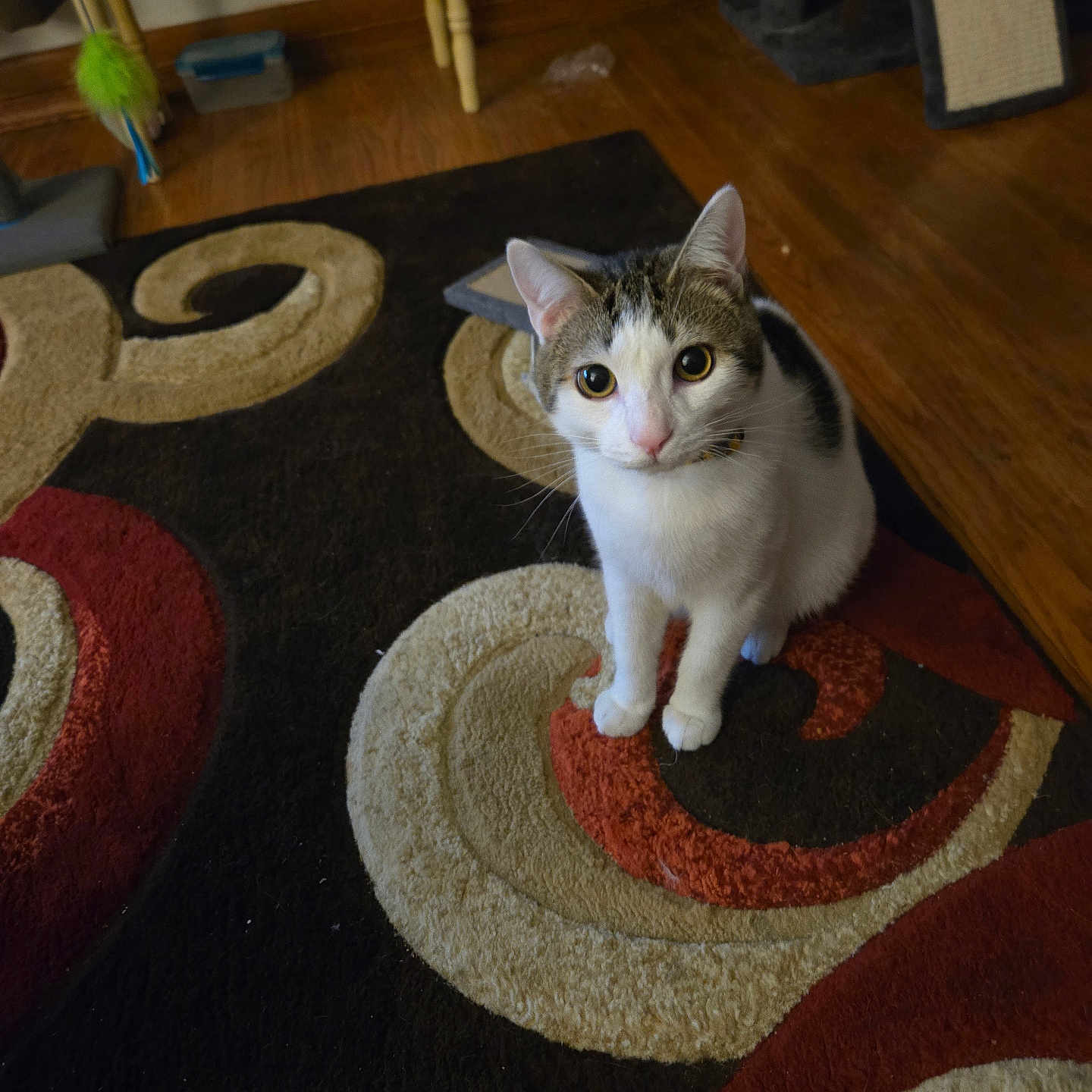 Winston George joined the competition — help win amazing prizes! animal, cat, collar, cozy, curious, domestic, ears, eyes, feline, fur, home, indoor, pattern, pet, rug, scratching_post, sitting, toy, whiskers, wooden_floor