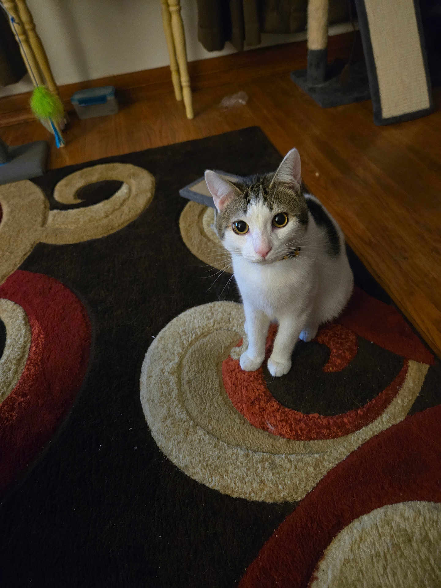 Winston George joined the competition — help win amazing prizes! animal, cat, collar, cozy, curious, domestic, ears, eyes, feline, fur, home, indoor, pattern, pet, rug, scratching_post, sitting, toy, whiskers, wooden_floor