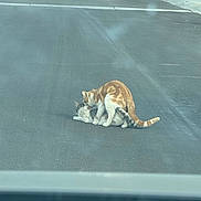 Lola is registered to the contest to win money with this photo: cat, cats, street, road, asphalt, parking, car, vehicle, animal, pet, outdoor, nature, daylight, two_cats, gray_cat, orange_cat, tail, feline, mammal, playful