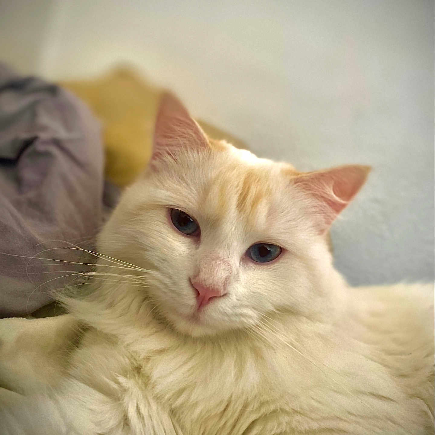 Scarlett participe au concours pour gagner de l'argent avec cette photo : animal, blue_eyes, cat, close_up, cozy, cream_colored, cute, domestic_cat, feline, fluffy, fur, indoor, mammal, pet, portrait, relaxed, resting, sleepy, soft, whiskers