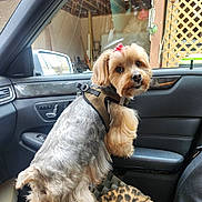 Paris is registered to the contest to win money with this photo: dog, small_dog, pet, car_interior, leopard_print_blanket, window, reflection, dog_harness, seat, door_panel, curious_expression, fur, bow, animal, vehicle, leather, window_glass, wooden_lattice, daylight, indoor