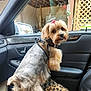 dog, small_dog, pet, car_interior, leopard_print_blanket, window, reflection, dog_harness, seat, door_panel, curious_expression, fur, bow, animal, vehicle, leather, window_glass, wooden_lattice, daylight, indoor
