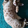 Simba participe au concours pour gagner de l'argent avec cette photo : animal, cat, closeup, cute, domestic_animal, feline, fluffy, fur, indoor, looking, lying_down, paws, pet, playful, relaxed, resting, spotted, teal_blanket, texture, whiskers
