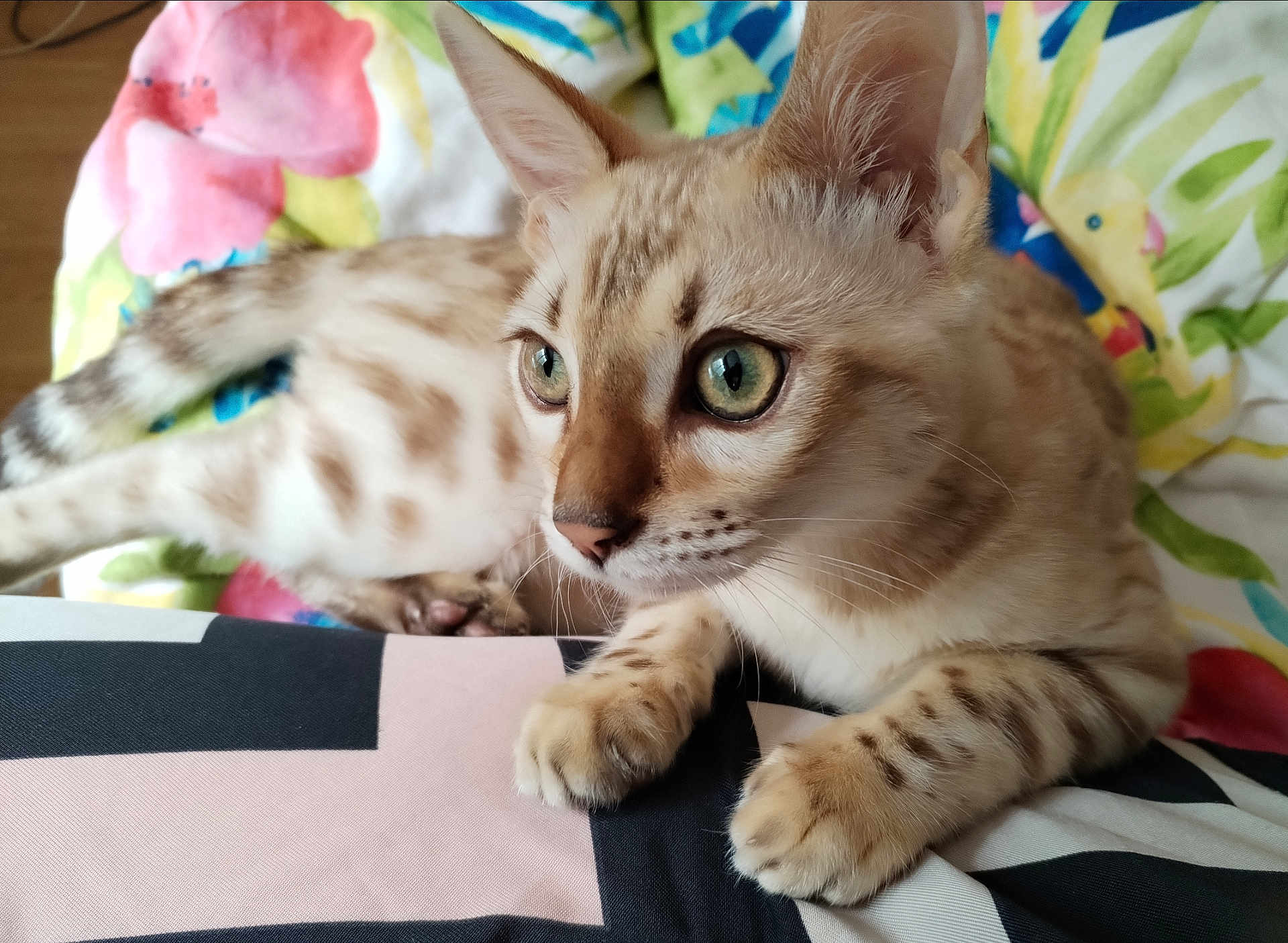 Simba