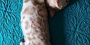 Simba participe au concours pour gagner de l'argent avec cette photo : animal, bed, cat, cozy, cute, domestic, feline, fur, indoor, paw, pet, relaxed, resting, sleepy, spotted, stretching, tail, teal_blanket, textured, whiskers