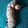 animal, bed, cat, cozy, cute, domestic, feline, fur, indoor, paw, pet, relaxed, resting, sleepy, spotted, stretching, tail, teal_blanket, textured, whiskers