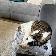 Chaussette a rejoint le concours — aidez-le/la à gagner de superbes lots ! blanket, carpet, cat, chair, couch, cozy, domestic_animal, furniture, home, indoor, living_room, paw_print, pet, pillow, relaxed, resting, sleeping, striped_tail, tabby, white_fur