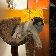 Solomon joined the competition — help win amazing prizes! animal, carpeted, cat, cat_tree, cozy, feline, furniture, gray, home, indoor, lamp, lighting, paw, pet, relaxed, resting, soft_light, stretching, wall_decoration, white