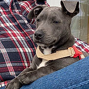 Henriette participe au concours pour gagner de l'argent avec cette photo : animal, casual, collar, companion, cute, dog, domestic, ears, fur, gray_dog, jeans, lap, outdoor, paws, person, pet, plaid_shirt, relaxed, resting, window