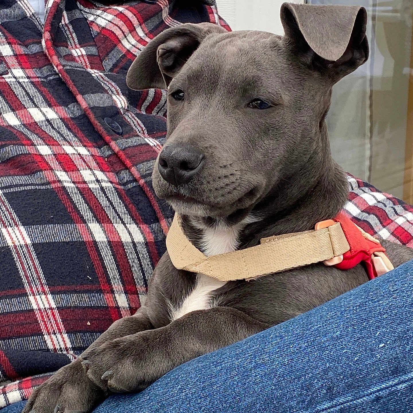 Henriette participe au concours pour gagner de l'argent avec cette photo : animal, casual, collar, companion, cute, dog, domestic, ears, fur, gray_dog, jeans, lap, outdoor, paws, person, pet, plaid_shirt, relaxed, resting, window