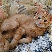 Tobey joined the competition — help win amazing prizes! kitten, cat, orange_tabby, pet, animal, feline, cute, lying_down, quilt, fabric, cozy, indoor, young, whiskers, ears, fur, paws, bedroom, comfort, relaxed