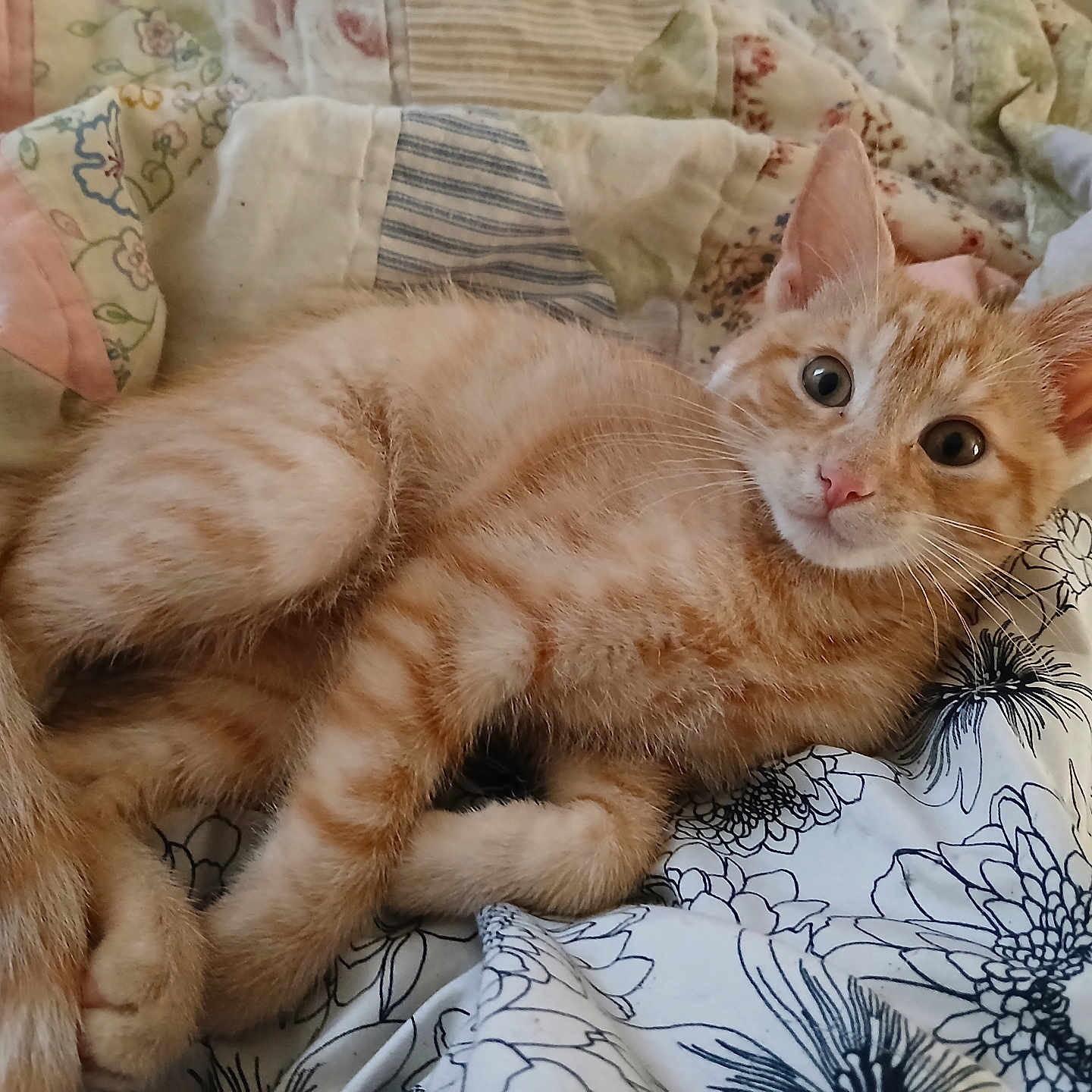 Tobey joined the competition — help win amazing prizes! animal, bedroom, cat, comfort, cozy, cute, ears, fabric, feline, fur, indoor, kitten, lying_down, orange_tabby, paws, pet, quilt, relaxed, whiskers, young