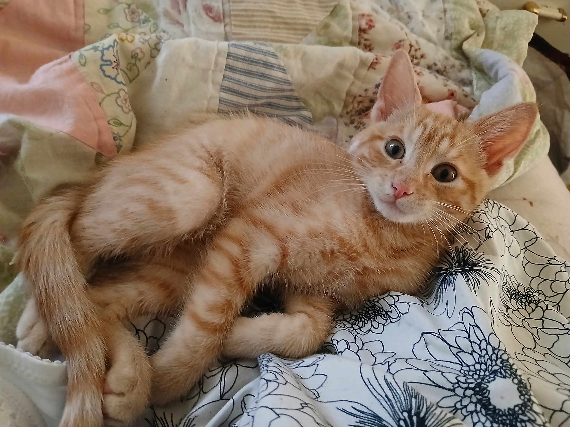 Tobey joined the competition — help win amazing prizes! kitten, cat, orange_tabby, pet, animal, feline, cute, lying_down, quilt, fabric, cozy, indoor, young, whiskers, ears, fur, paws, bedroom, comfort, relaxed