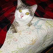 Tuffnut joined the competition — help win amazing prizes! animal, bed, black, blanket, cat, comfort, cozy, curious, cute, fur, indoor, mammal, paws, pet, quilt, red, resting, tabby, whiskers, yellow_eyes