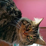 Zazi joined the competition — help win amazing prizes! animal, cat, closeup, curious, domestic_cat, dresser, ears, face, fur, furniture, green_eyes, household, indoor, looking, mammal, pet, pink_wall, portrait, tabby, whiskers