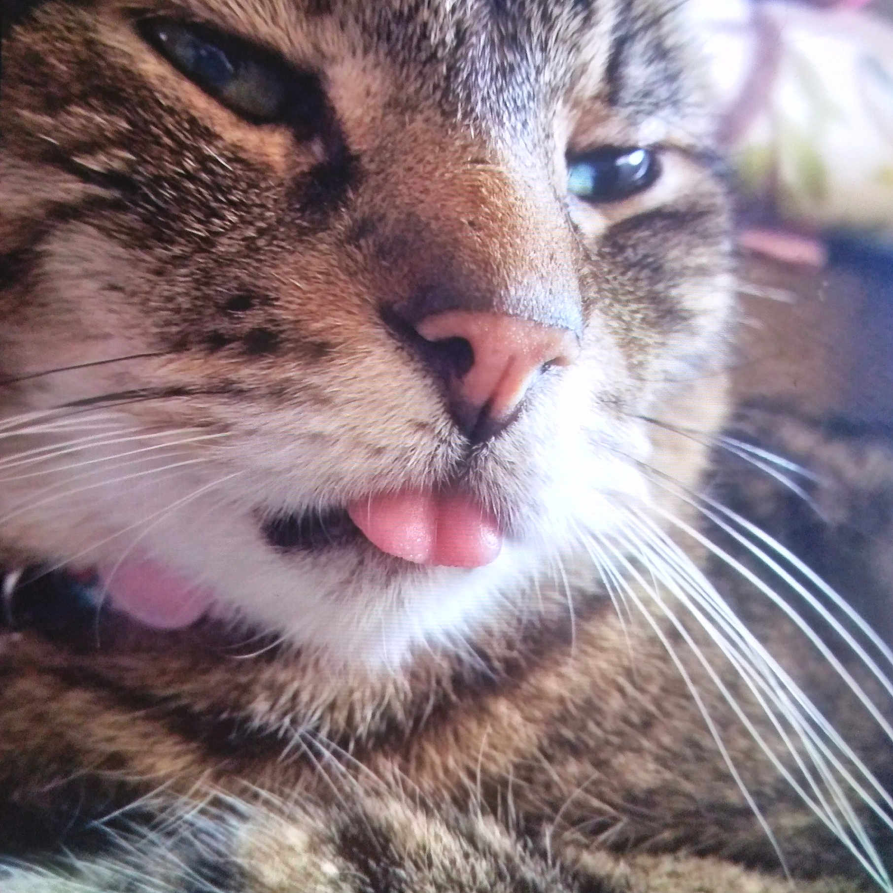 Lucy joined the competition — help win amazing prizes! abyssinian, animal, bodypart, cat, face, grass, head, kitten, manx, mouth, person, pet, photography, plant, portrait, purple, rock, sleeping, teeth, tongue