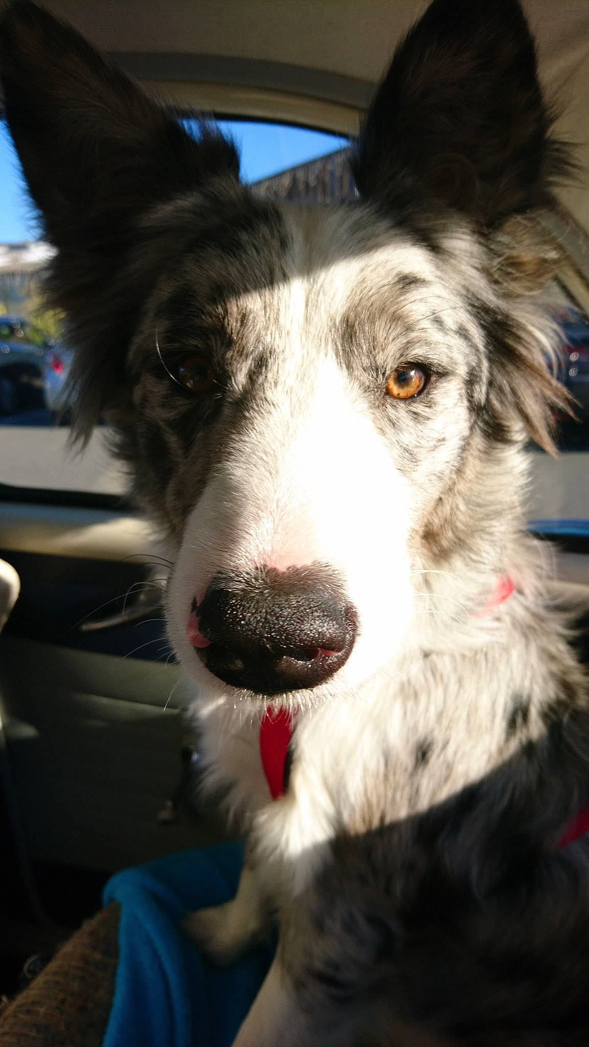 Nova a rejoint le concours — aidez-le/la à gagner de superbes lots ! australian_collie, australian_shepherd, border_collie, canidae, carnivore, dog, dog_breed, ear, fur, herding_dog, koolie, mammal, nose, rare_breed_dog, snout, sporting_group, vertebrate, welsh_sheepdog, whiskers, working_dog