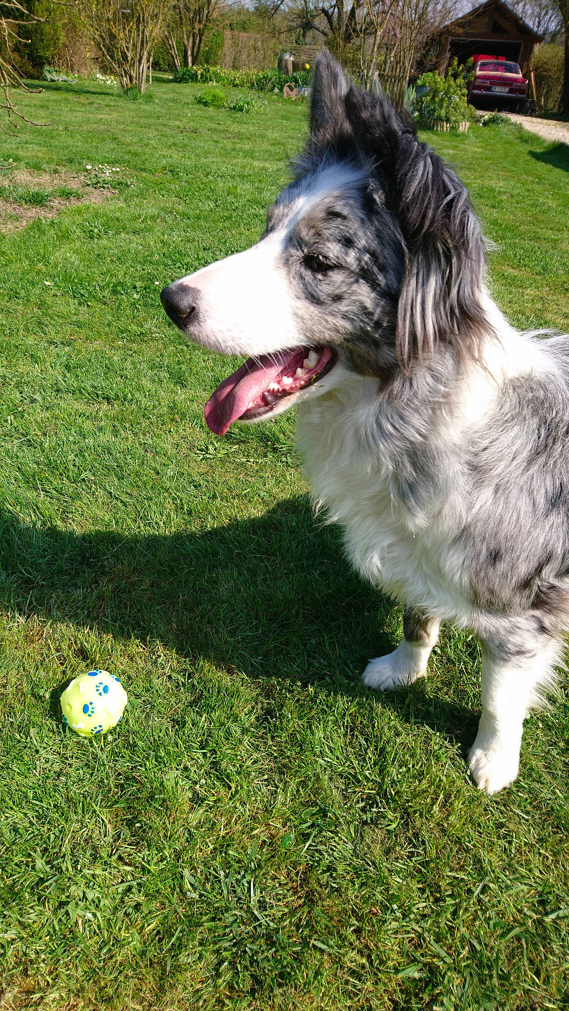 Nova a rejoint le concours — aidez-le/la à gagner de superbes lots ! australian_collie, australian_shepherd, border_collie, canidae, carnivore, companion_dog, dog, dog_breed, grass, herding_dog, lawn, mammal, miniature_australian_shepherd, plant, rare_breed_dog, snout, sporting_group, tail, vertebrate, working_dog