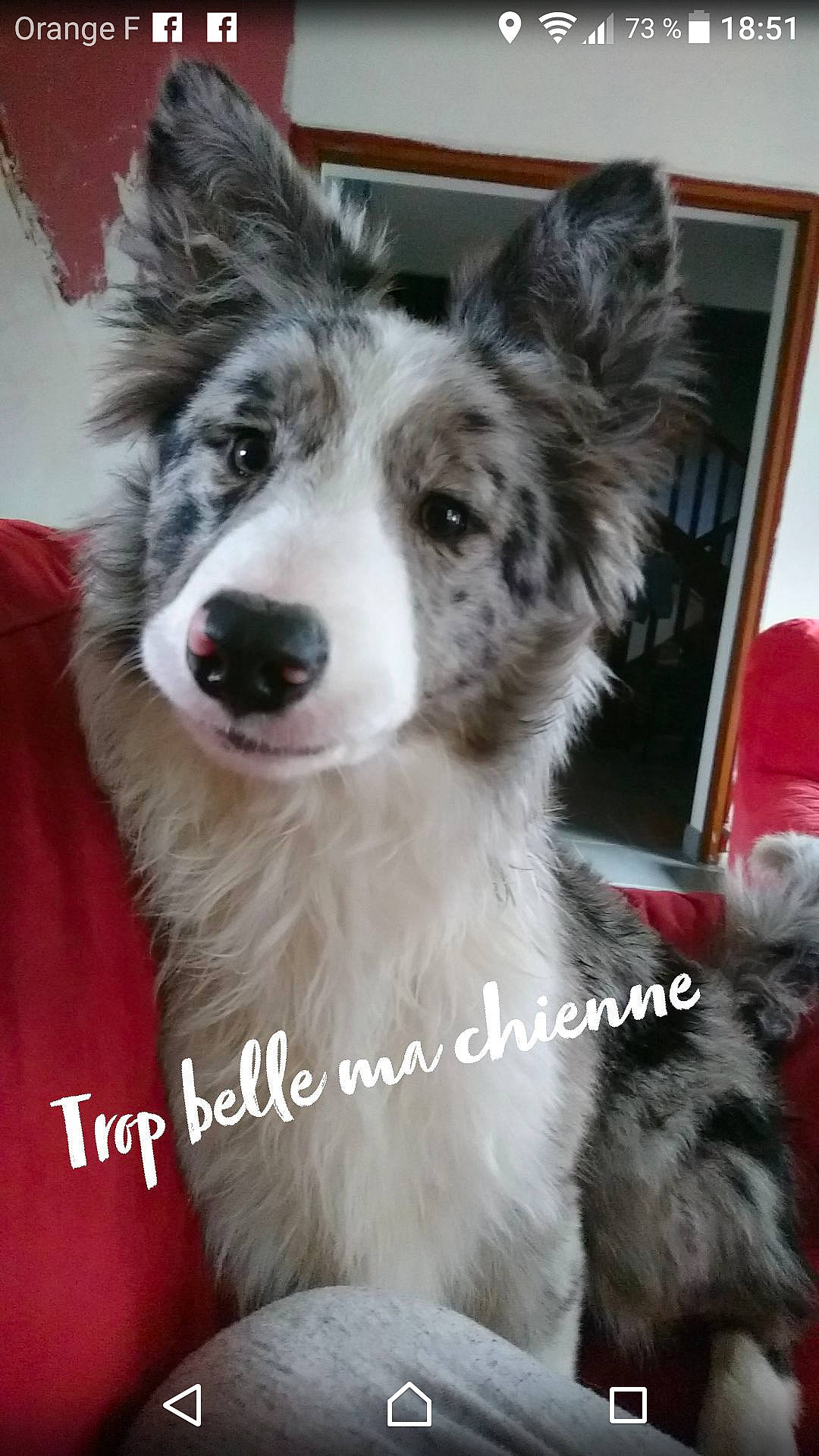 Nova participe au concours pour gagner de l'argent avec cette photo : australian_collie, australian_shepherd, border_collie, canidae, carnivore, companion_dog, dog, dog_breed, mammal, photo_caption, rare_breed_dog, snout, vertebrate, whiskers