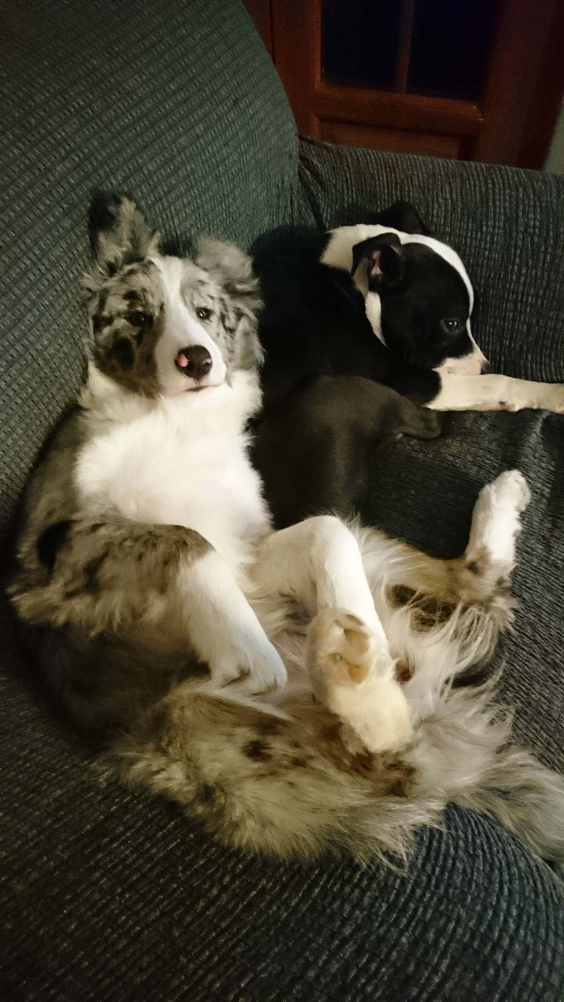 Nova a rejoint le concours — aidez-le/la à gagner de superbes lots ! australian_shepherd, border_collie, canidae, carnivore, cat, companion_dog, dog, dog_breed, felidae, kitten, mammal, miniature_australian_shepherd, puppy, sporting_group, whiskers