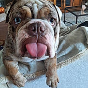 Winston joined the competition — help win amazing prizes! animal, blanket, bulldog, canine, close_up, couch, cute, dog, furniture, home, indoor, living_room, paws, pet, playful, resting, table, tongue_out, wooden_cabinet, wrinkles