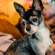 Bonita is registered to the contest to win money with this photo: dog, small_dog, pet, ears, fur, close_up, portrait, indoor, blanket, cozy, animal, cute, curious, sitting, soft, warm_colors, blurred_background, companion, friendly, domestic