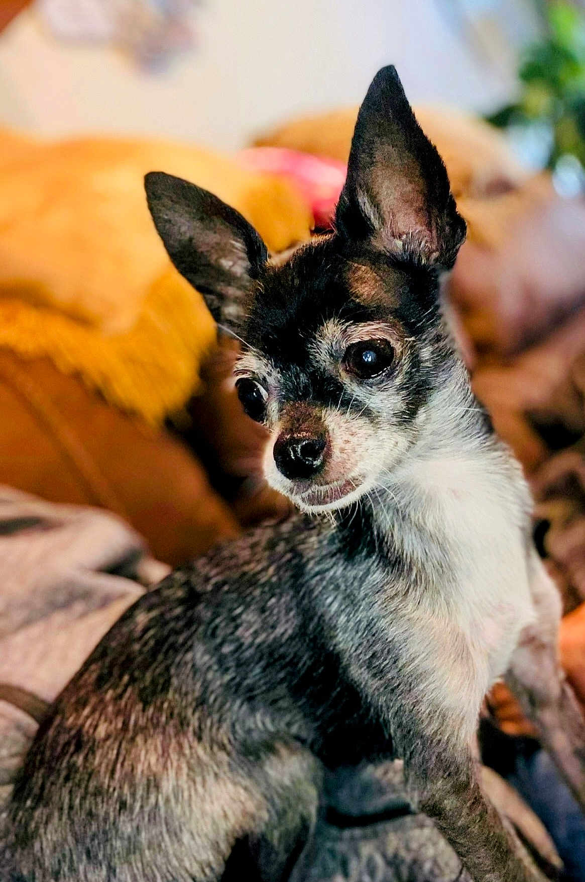 Bonita is registered to the contest to win money with this photo: dog, small_dog, pet, ears, fur, close_up, portrait, indoor, blanket, cozy, animal, cute, curious, sitting, soft, warm_colors, blurred_background, companion, friendly, domestic