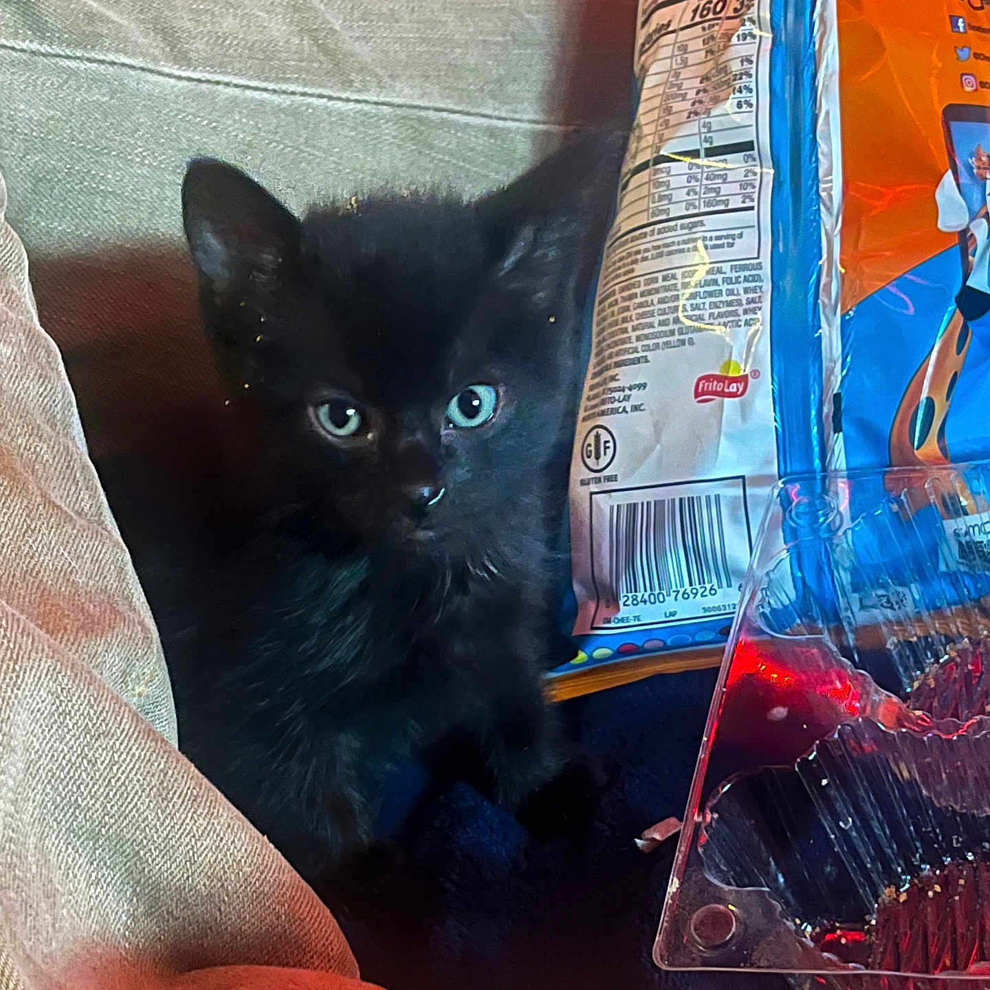 Binx joined the competition — help win amazing prizes! black_kitten, blue_eyes, casual, cat, cheetos, close_up, couch, cozy, curious, cushion, domestic, fabric, fur, indoor, pet, plastic_container, resting, small_animal, snack_bag, soft_lighting