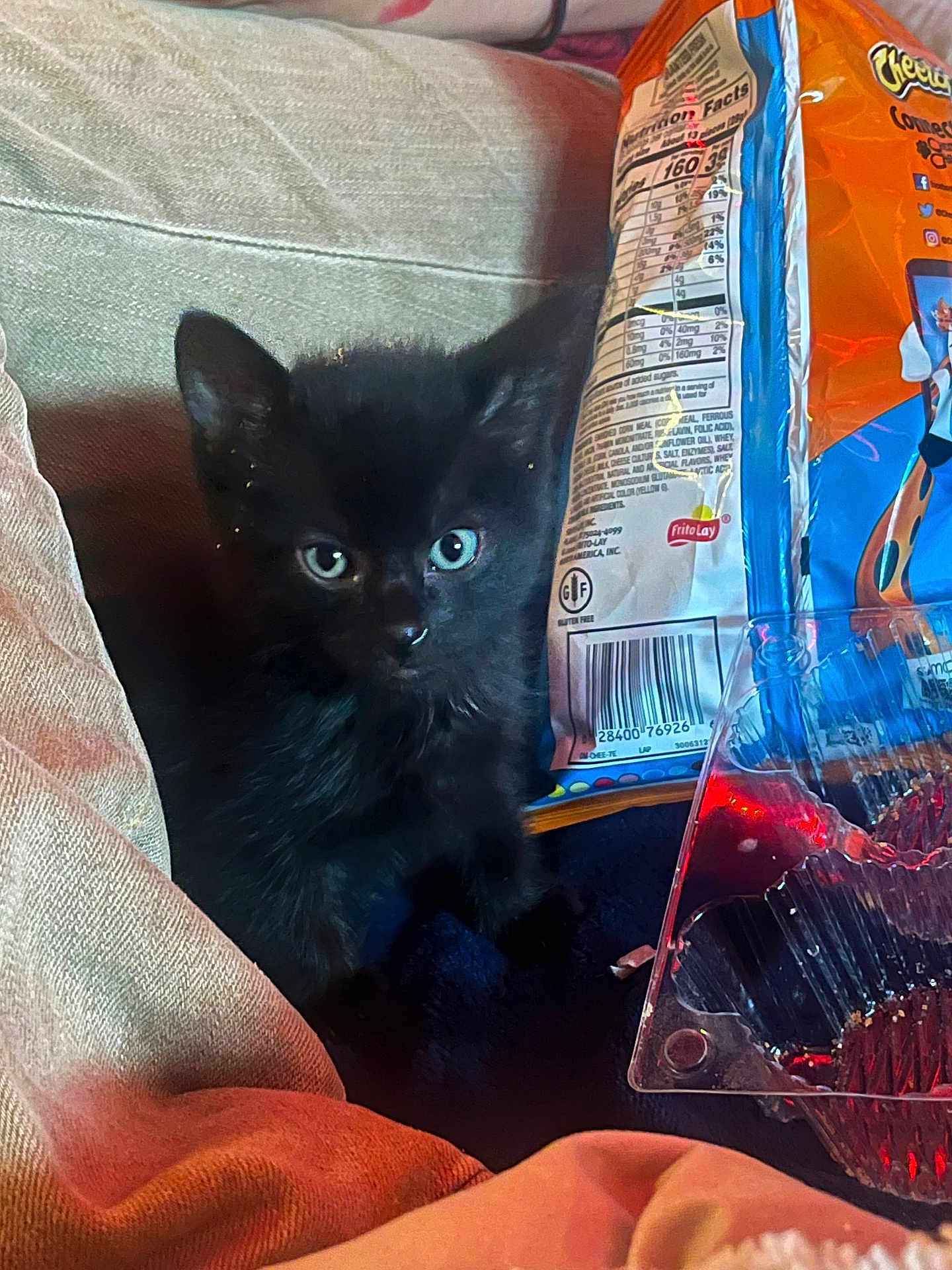 Binx joined the competition — help win amazing prizes! black_kitten, cat, couch, cushion, snack_bag, cheetos, plastic_container, indoor, pet, fur, blue_eyes, curious, cozy, soft_lighting, fabric, close_up, small_animal, domestic, resting, casual