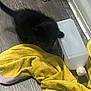 Binx is registered to the contest to win money with this photo: cat, black_cat, yellow_cloth, plastic_bottle, floor, wooden_floor, corner, indoor, pet, animal, blurry, curious, crumpled_cloth, dirty_floor, white_bottle, domestic, feline, household, low_light, messy