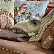 Aquila participe au concours pour gagner de l'argent avec cette photo : animal, beige, brown, cat, couch, cozy, cute, decorative_pillow, domestic, feline, fluffy, holiday, home, indoor, kitten, pet, pillow, relaxed, resting, soft_fabric