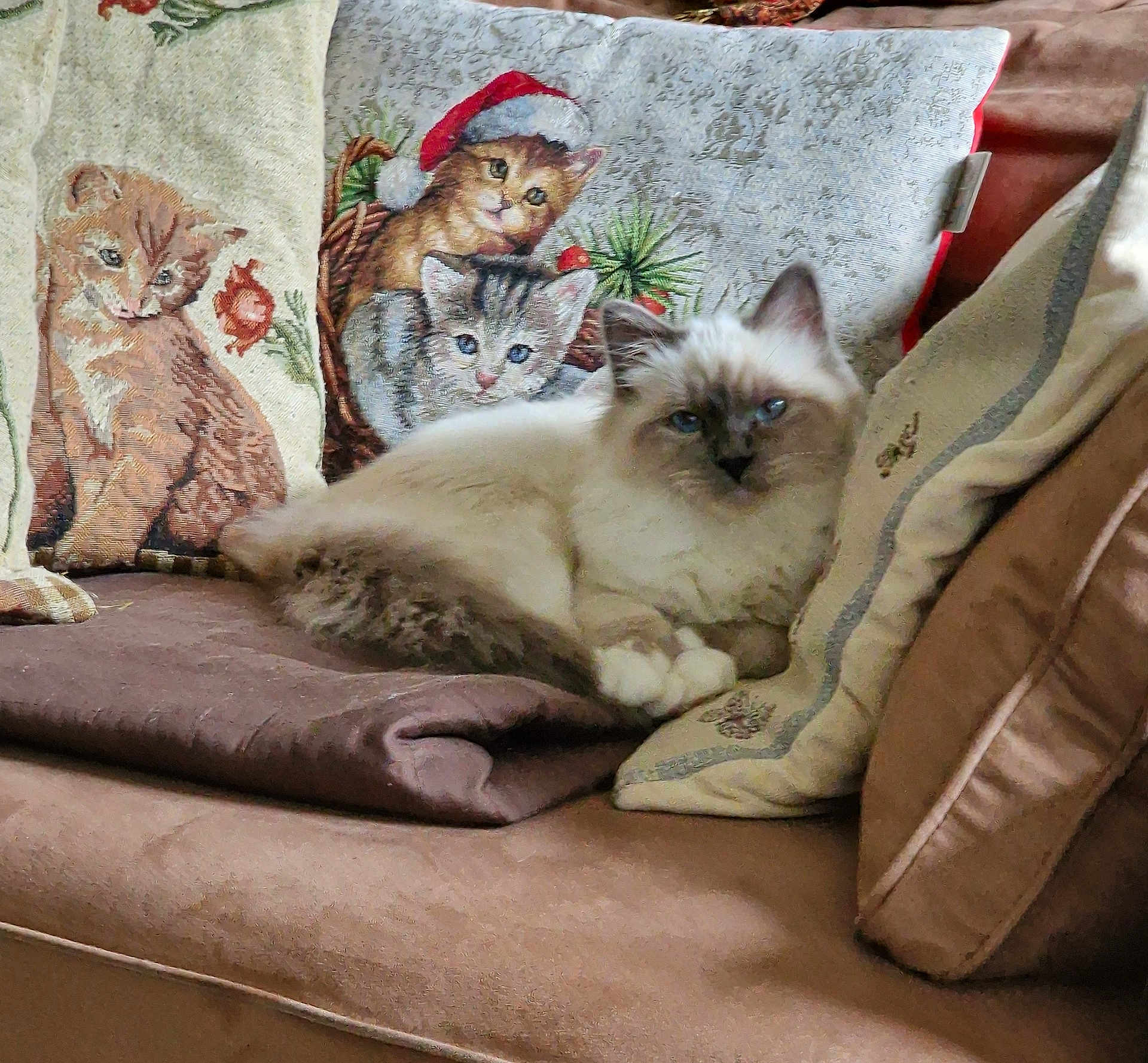 Aquila participe au concours pour gagner de l'argent avec cette photo : animal, beige, brown, cat, couch, cozy, cute, decorative_pillow, domestic, feline, fluffy, holiday, home, indoor, kitten, pet, pillow, relaxed, resting, soft_fabric