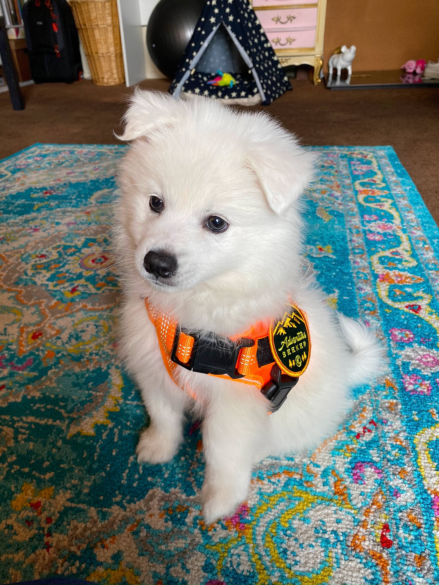 Yeti Spaghetti joined the competition — help win amazing prizes! american_eskimo_dog, canidae, carnivore, collar, companion_dog, dog, dog_breed, dog_clothes, dog_supply, fashion_accessory, fawn, flooring, fur, pet_supply, snout, spitz, sporting_group, toy_dog, volpino_italiano, working_animal