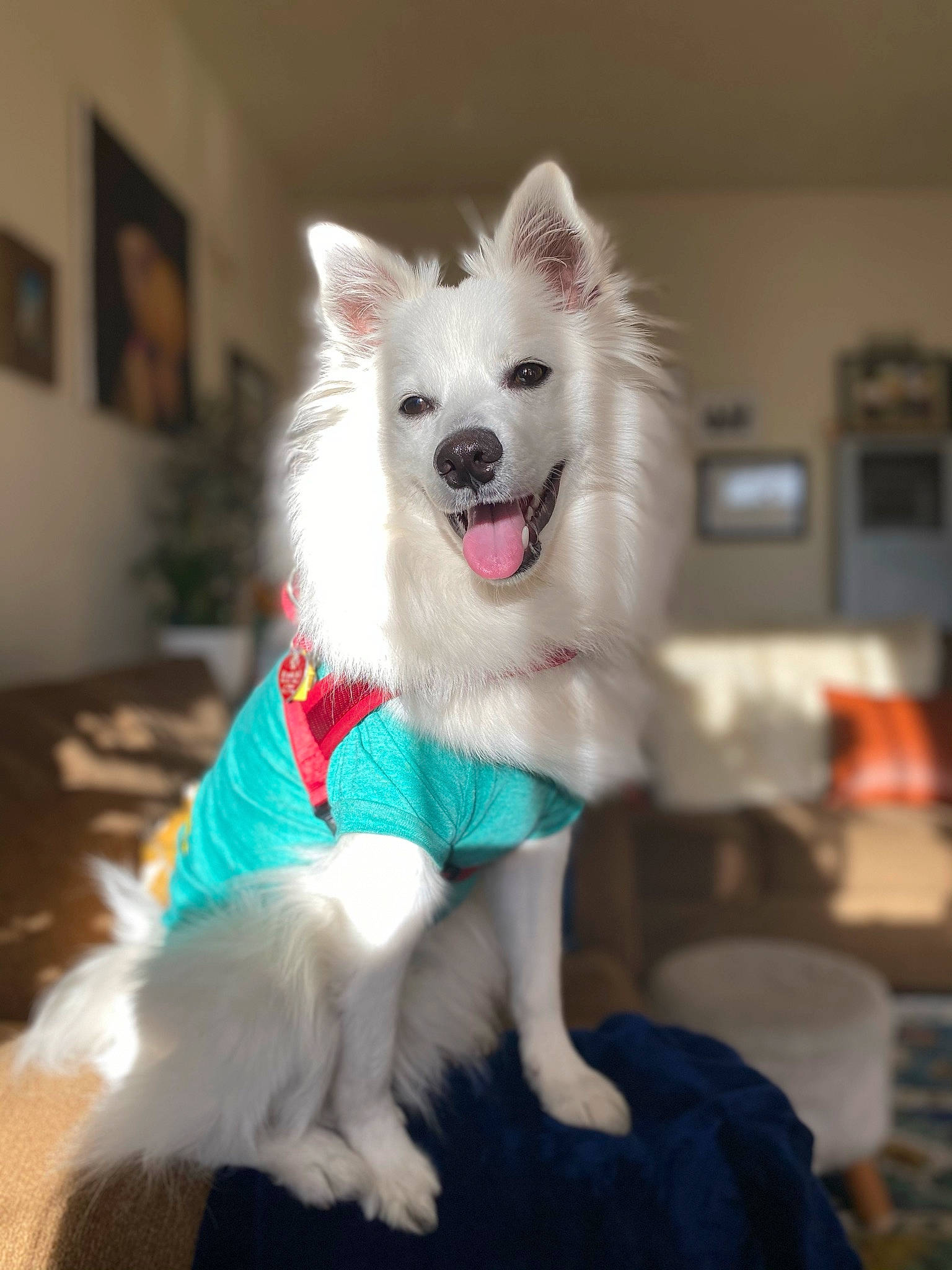 Yeti Spaghetti is registered to the contest to win money with this photo: canidae, carnivore, companion_dog, dog, dog_breed, dog_supply, fang, fur, non_sporting_group, picture_frame, spitz, volpino_italiano, working_dog