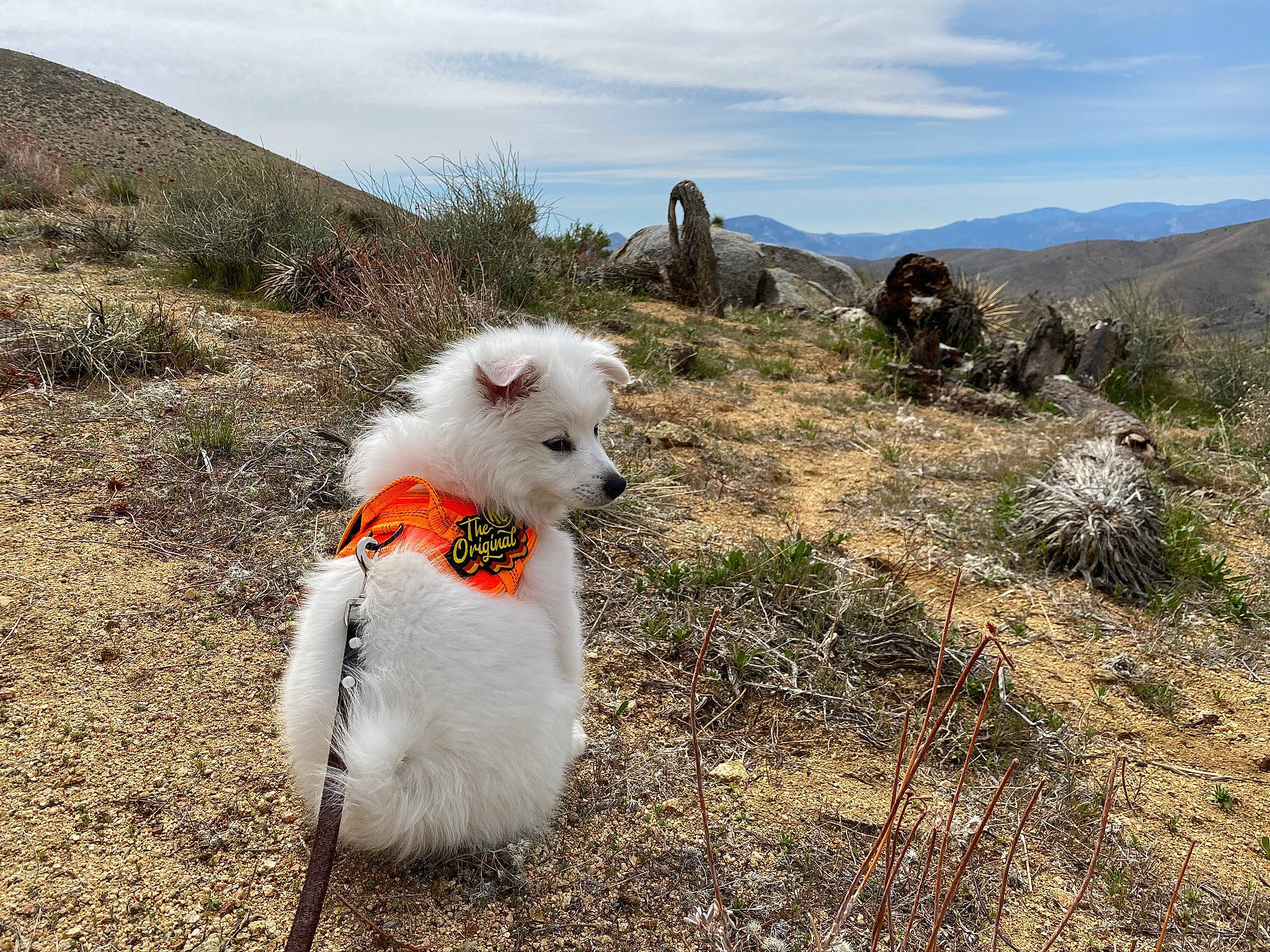 Yeti Spaghetti joined the competition — help win amazing prizes! adventure, canidae, carnivore, cloud, collar, companion_dog, dog, dog_breed, fawn, grass, grassland, landscape, leash, mountain, plant, sky, soil, sporting_group, tree, walking